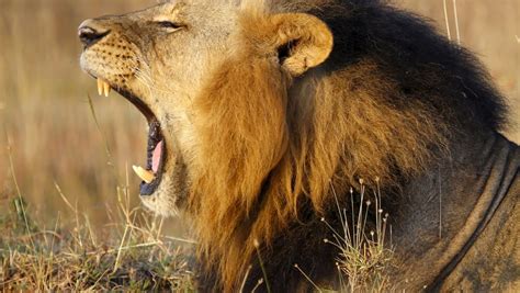 Two Lions 110 Vultures Poisoned At South Africas Kruger Park Today