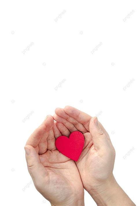 Red Heart Held By Womans Hands On White Background For Valentines Day