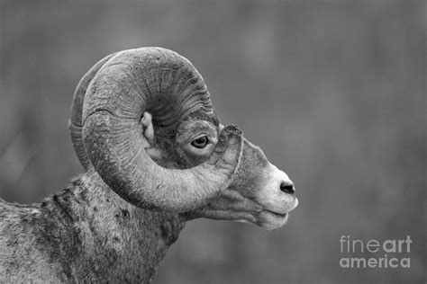 Big Horn Ram In Black And White Photograph By Adam Jewell Pixels