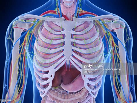 Thorax Anatomy Illustration High Res Vector Graphic Getty Images