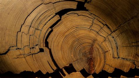 Chronicles Of The Rings What Trees Tell Us The New York Times