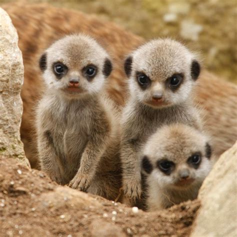10 Cutest Babies Of Exotic Animals Living In The Desert