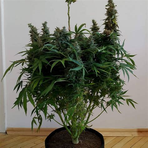 Pyramid Seeds Auto White Widow Grow Journal By Groenix Growdiaries