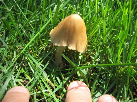 Need Help Identify Mushroom Yard I Want To Eat It
