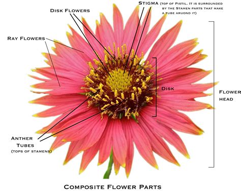Many flowers have male parts and female parts. Natives from the Edwards Plateau: Composites: Daisies ...