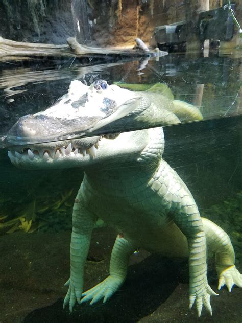 White Alligator Hanging Out At The Aquarium Aww