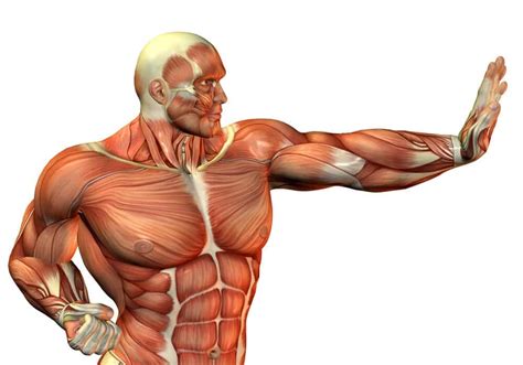 Anatomia Humana Musculos Sistema Muscular Anatomia Musculos