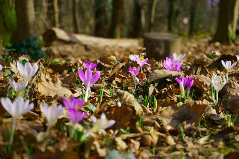 Fond Décran Printemps Fleurs Forêt 6000x4000 Dz3ko 734105