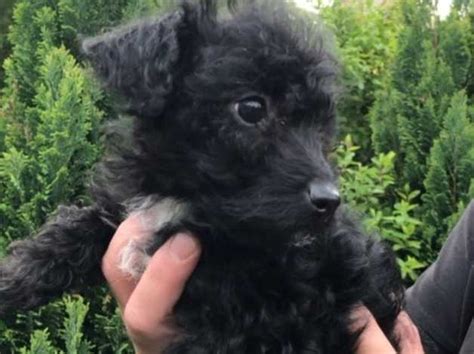 stunning jack russell  toy poodle puppies ready   swansea sa  freeads classifieds