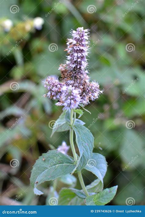 Mint Long Leaved Mentha Lonolia Grows In Nature Stock Photo Image