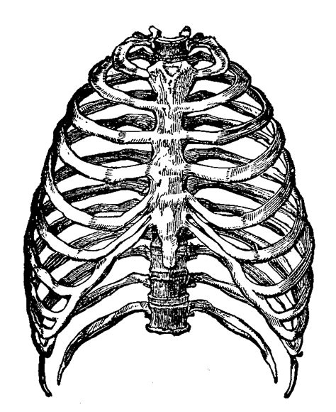 Rib Cage Png Transparent Images Png All