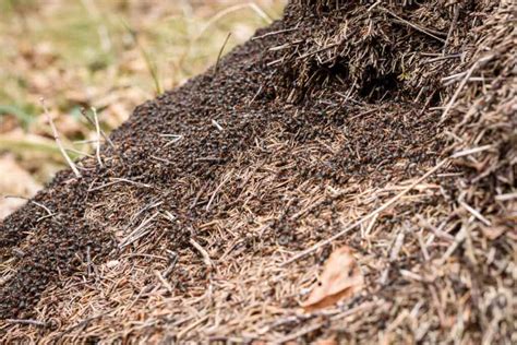 The Largest Ant Colony On Earth A Z Animals