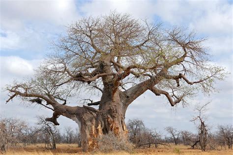 Baobab Trees Have More Than 300 Uses But Theyre Dying In Africa