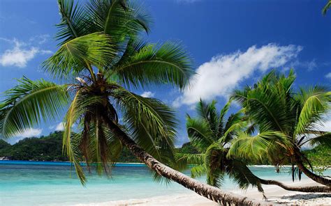 Download Wallpaper 3840x2400 Beach Tropics Sea Sand Palm Trees