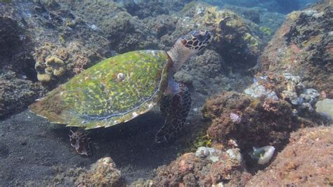 Die schildkröte hat sich viele lebensräume erobert. Hausschildkröte - Werner Lau Diving Centers