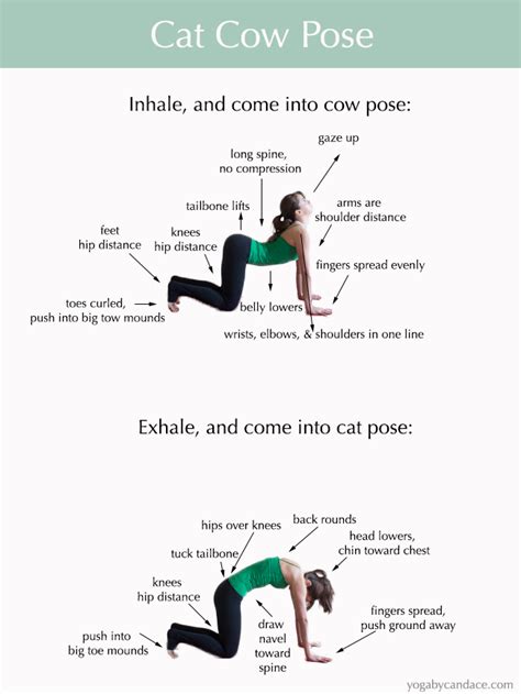 how to do cat cow pose — yogabycandace