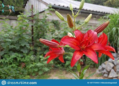 Morning Star Lily Lilium Concolor Stock Photography Cartoondealer