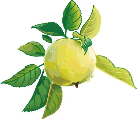 Find over 100+ of the best free pregnant images. Free Fruit Vector, Download Free Fruit Vector png images ...