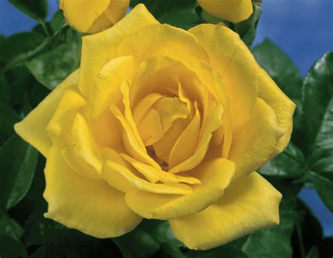 Oregold Star® Roses And Plants
