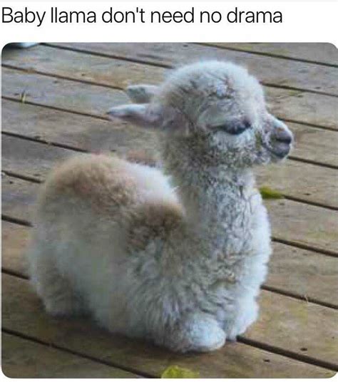Cutest Little Baby Llama Funny Animal Memes Funny Animal Pictures