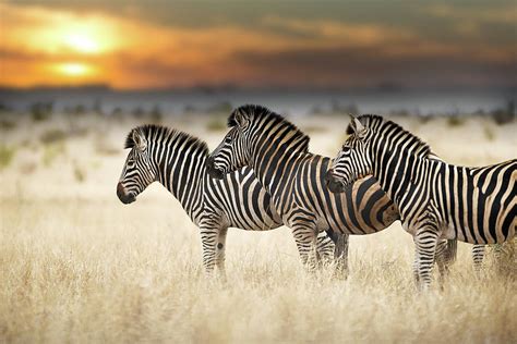 Wildlife Africa Wild Zebra Sunset Safari Mammal Nature Animal