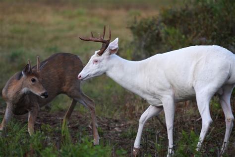 Albino Whitetail Deer Interesting Facts And Pictures All Wildlife