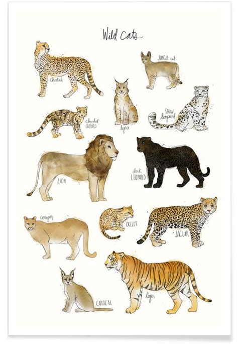 Wild Cats As Premium Poster By Amy Hamilton Juniqe Uk
