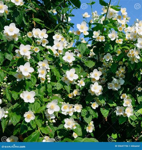 Blooming Jasmine Bush Stock Photo Image Of Background 55647736