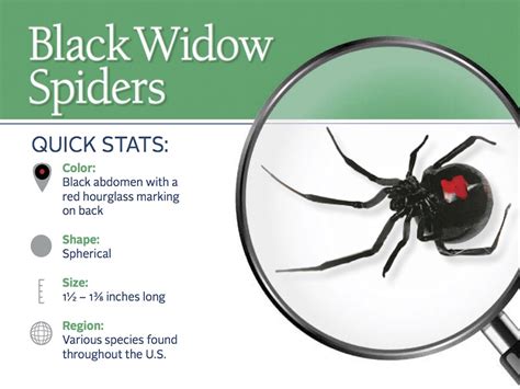 Black Widow Spider Bite Wedding Dress Collections