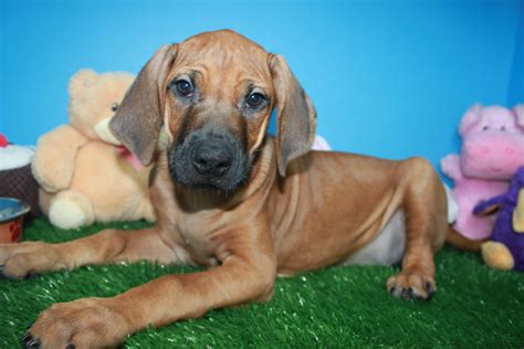 Rhodesian Ridgeback Puppies For Sale Long Island Puppies