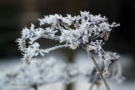 Free Images Branch Snow Flower Frost Season Twig Close Up