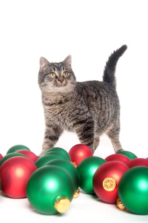 Cute Tabby Kitten Playing With Christmas Ornaments Stock Image Image