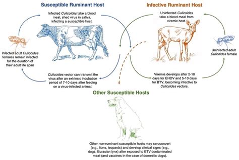 Pathogens Free Full Text Bluetongue And Epizootic Hemorrhagic