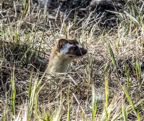Long Tailed Weasel Flickr Photo Sharing