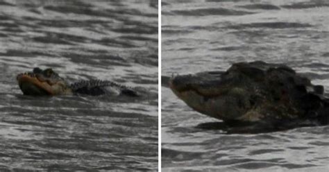 Alligator Missing Top Half Of Its Jaw Spotted In Florida