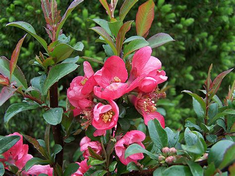 Pink Lady Flowering Quince Chaenomeles X Superba Pink Lady In