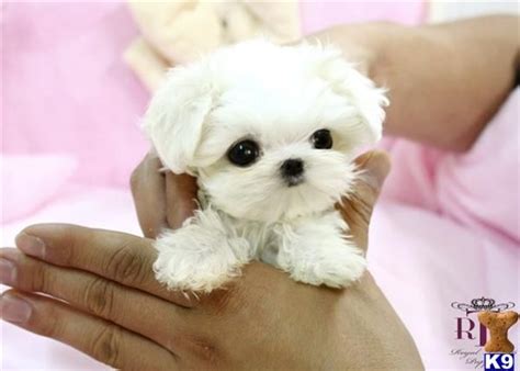 How much does a teacup maltipoo cost? Precious Micro Teacup Maltese. Want it! | Perros cachorros ...
