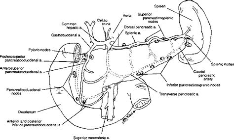 Anatomy Of The Pancreas Endocrine Surgery Mitch Medical Healthcare
