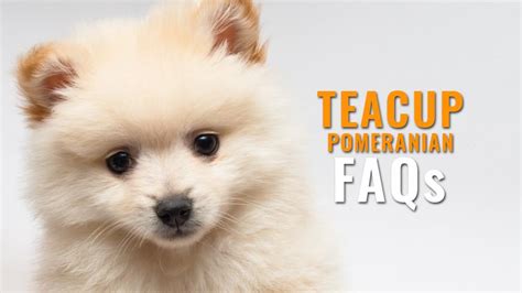 Looking for an older pomeranian instead of a puppy? Teacup Pomeranian FAQs - Questions And Answers On The Cute ...
