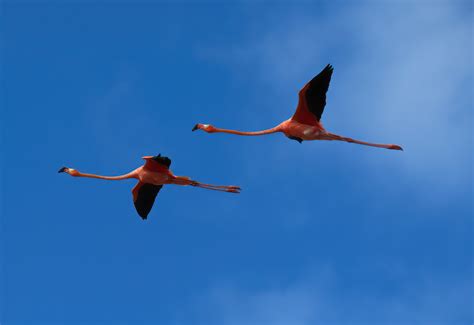 American Flamingos In Flight Birdscaribbean