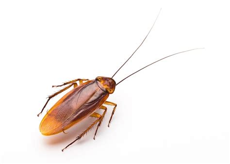 Close Up Of Disgusting Cockroach On White Background Photo Premium Download