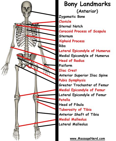 Landmarks Of The Human Body Landmarks Anatomy Body