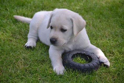 Find de bedste lagerfotos af lab puppies for adoption in ct. Adopt A Labrador Puppy For Free | PETSIDI