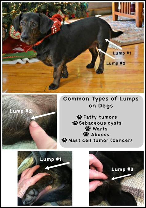 Types Of Lumps On Dogs Dog Cancer Dogs Canine Health