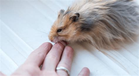 Ways Of How To Stop A Hamster From Biting Tips Included Hamster Hamster Care Bitten