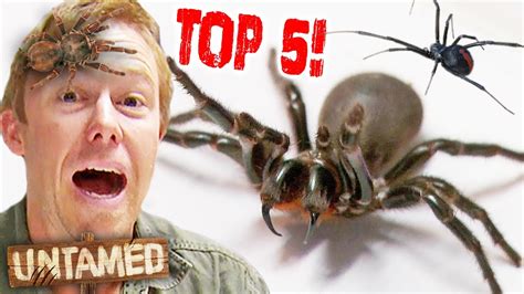 Top 5 Deadliest Australian Spiders 💀 The Wild Life Of Tim Faulkner