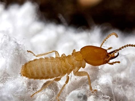 Subterranean Termites Types Identification And Treatment