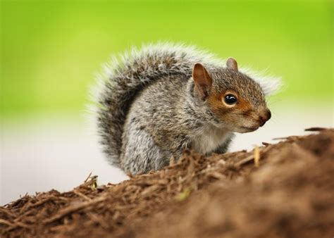 Maybe you would like to learn more about one of these? What Do Baby Squirrels Eat? | Pet Comments