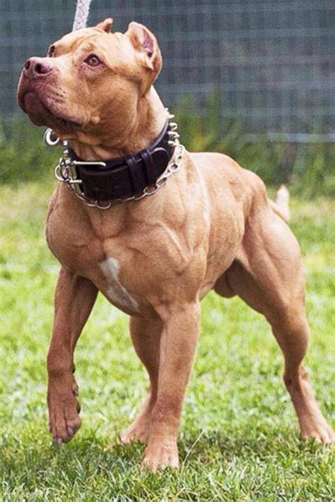 35 Pictures That Will Restore Your Faith In Pit Bull Terriers Pitbull