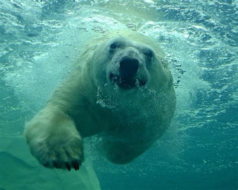 How Fast Can A Polar Bear Swim Polar Bear Swimming Speed